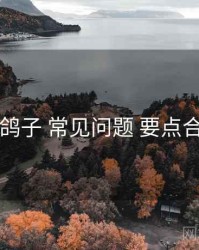 电鸽子 常见问题 要点合辑